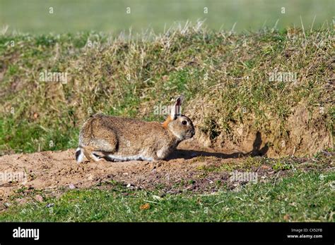 Rabbit Burrow Uk Hi Res Stock Photography And Images Alamy