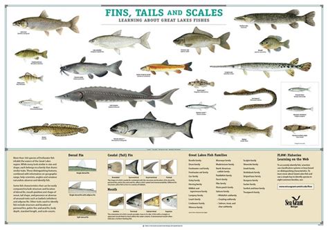 Fish Identification | Teaching Great Lakes Science