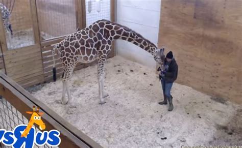 Watch Live Giraffe Cam At Animal Adventure Park