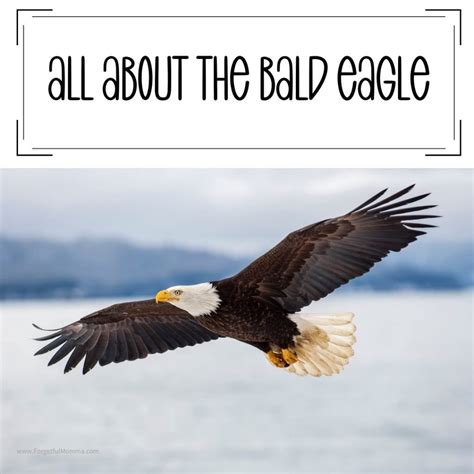 Mini Unit Studies On Bald Eagles For Kids Forgetful Momma Shop