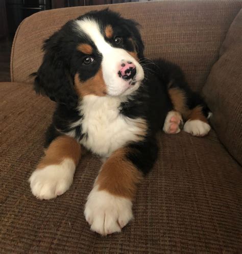 Riverside Berners Bernese Mountain Dogs Puppies Puppies For Sale