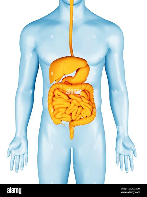 Sistema Digestivo En Hombre Anat Mico D Ilustraci N Del Cuerpo