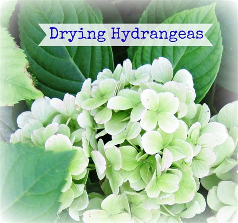 The Season To Dry Hydrangeas