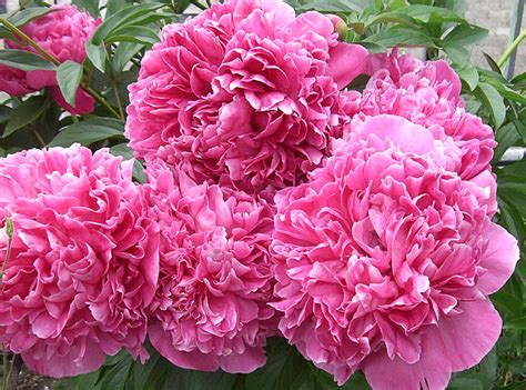Pinke blumen blumen hintergründe exotische blumen blumen bilder blumen malen wie man blumen malt blumen pflanzen pfingstrosen malerei rosa pfingstrosen. Pfingstrosen pflanzen | kraut & rüben