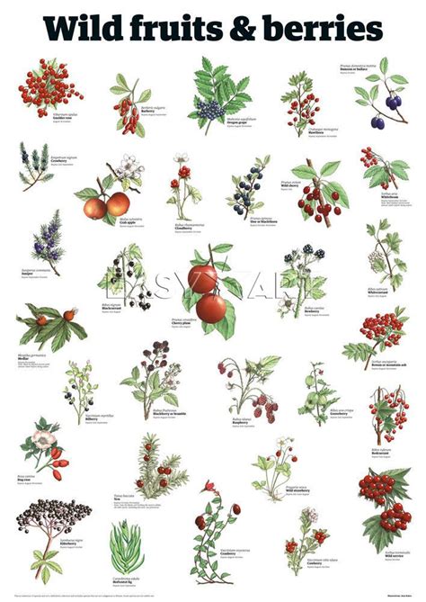 Wild Berries Identification Guide
