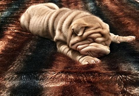 Pin By Linda H On My Shar Peis Shar Pei Puppies Dog Rules Fluffy