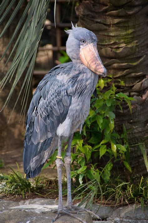 An animal's primary goal is to survive and pass on their genes, and there are several examples of how animals do this in nature. These 4-Foot-Tall Birds Look Like They're From Jurassic ...