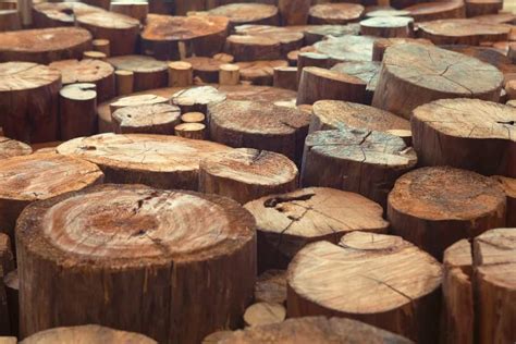 10 Different Types Of Teak Wood 2022