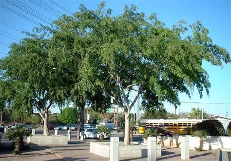 Fastest Growing Trees In Arizona Liberty Tree Care