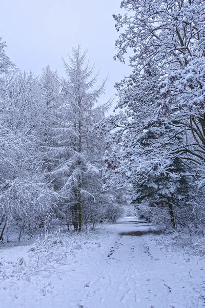 Winter Path Free Stock Photos Rgbstock Free Stock Images Ayla87