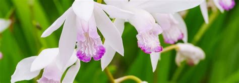 Check spelling or type a new query. Tall Shade Perennials (10 Flowering Plants That Bloom In ...