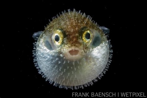 Take A Close Look At These Stunning Baby Fish Film And Photo Earth