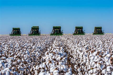 Alabama Cotton Acreage Expected To Hold Steady Southeast Agnet