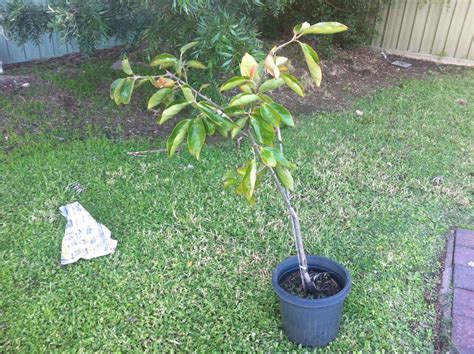 You can find dwarf varieties of almost any common fruit tree, but citrus trees are the most commonly grown. Forum: Plant My Jiro Persimmon Tree