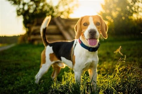 Beagle Dog Breed Facts And Information You Need To Know I Luv My Beagle