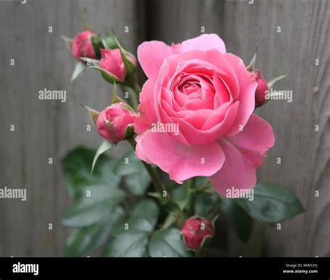 Vibrant Pink Rose In Bloom And Green Leaves Details Of A Bright Summer