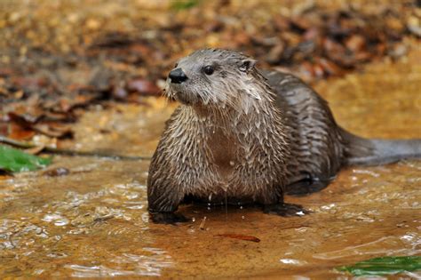 Beaver Otter Muskrat A Field Guide To Freshwater Mammals