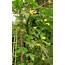 Fast Growing Shade Vines  Permaculturenews