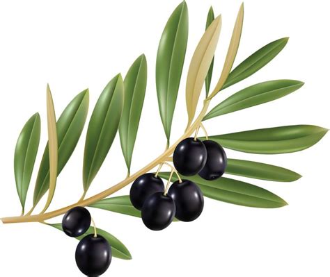 Olives Png Image Olive Fruit Bluish