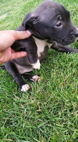 Feeding 4days old pitbull puppies. pitbull puppies for sale - 9 weeks old for Sale in Saint Louis, Missouri Classified ...