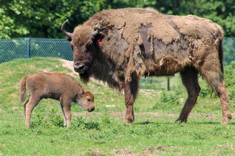Adorable Baby Bison Calf Is Born At Fota Wildlife Park In Cork And They