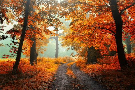 道路、 秋、 森、 草、 葉、 光、 木、 風景、 枝、 自然、 霧、 公園、 気分、 枝、 トランク、 葉、 美しさ、 朝、 トラック