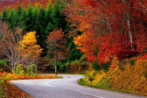 Path Forest Autumn Fall Road Leaves Trees Colorful