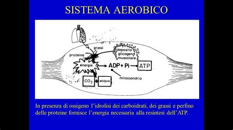 Sistema Aerobico