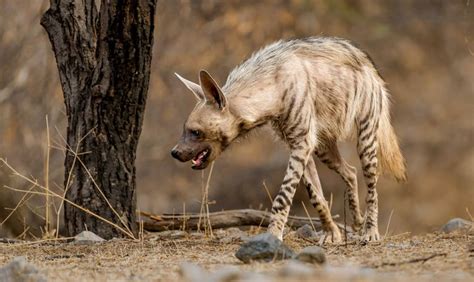 12 Incredible Hyena Facts
