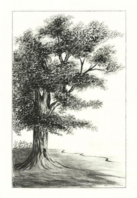 Oak Tree Charcoal Drawing