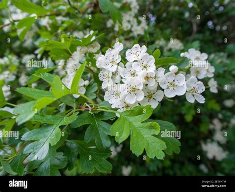 Hawthorn Crataegus Monogyna May Tree Whitethorn Quickthorn Hi Res Stock