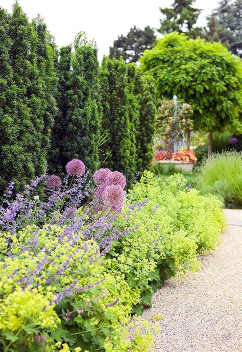 10 Best Evergreen Trees For Privacy And Year Round Greenery Evergreen