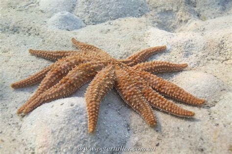11 Armed Sea Star Coscinasterias Calamaria Old Clifton Sp Flickr