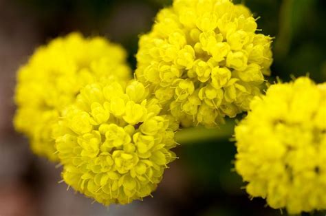 National fire protection association nfpa/forst: sulfur flower buckwheat | Flowers, Ground cover, Garden park