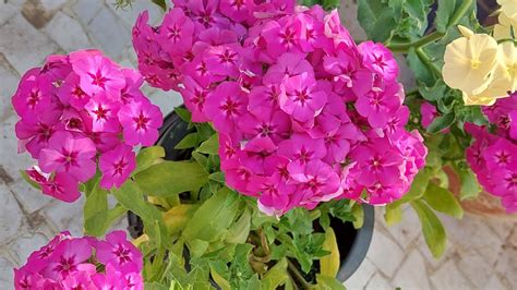 How To Grow And Care Phlox Flowering Plants Green Garden Gujarat