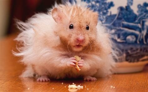 Hamster Backgrounds 40 Wallpapers Adorable Wallpapers