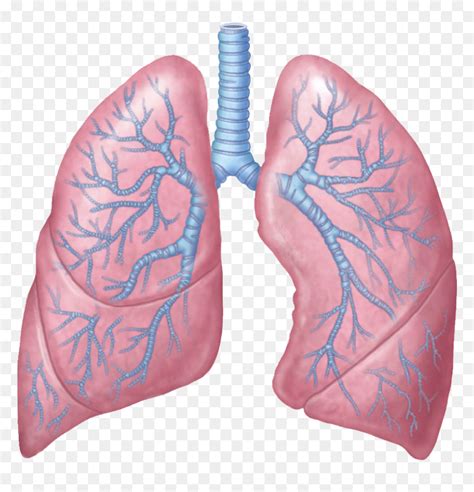 Lungs Free Png Image Human Lungs Png Transparent Png Vhv