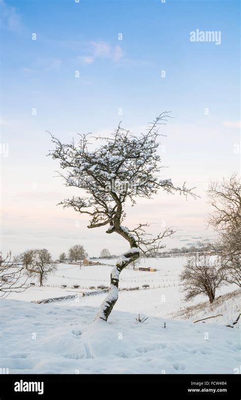 Twisted Hawthorn Tree In The Snow Stock Photo Alamy