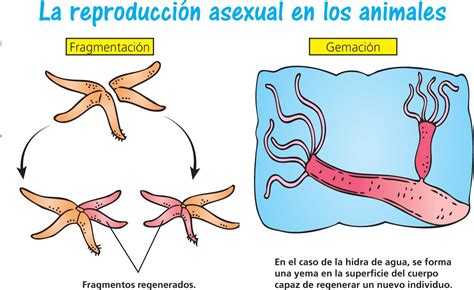 Reproducción Asexual De Los Seres Vivos Escolar Abc Color