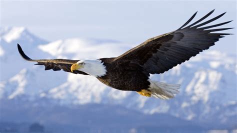 Eagle In Flight Full Hd Wallpaper And Background Image 1920x1080 Id