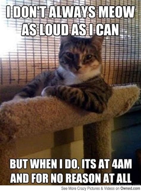 Sleepy Cat Memes Image Memes At