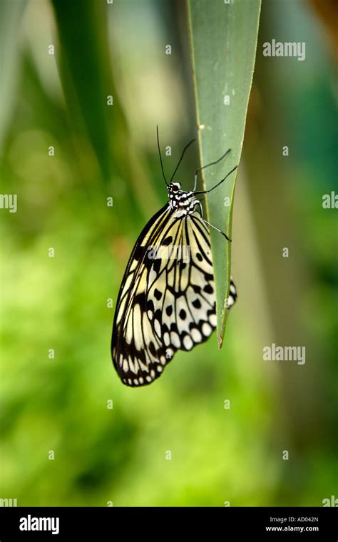 Butterfly Symonds Yat Wye Valley England Stock Photo Alamy