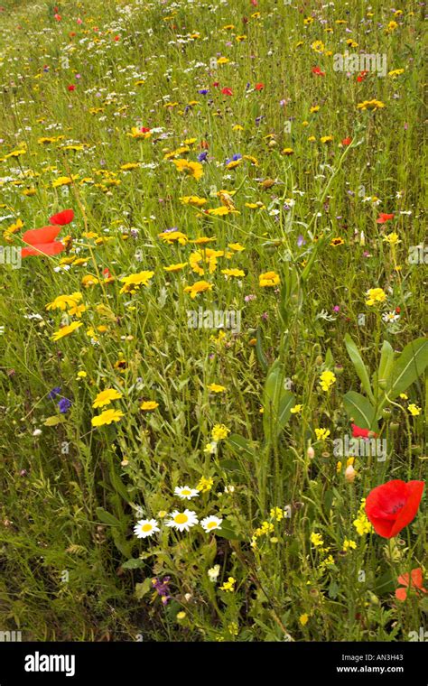 Wild Flower Meadow At The Eden Project Cornwall Stock Photo Alamy