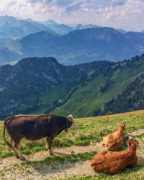 Making Real Swiss Cheese And A Hike Through The Swiss Alps Ever In
