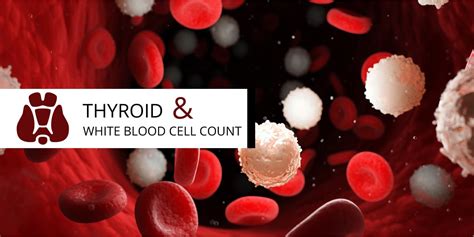 Low White Blood Cell Counts And Thyroid White Lotus Clinic