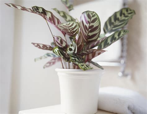 Many people say it's a great plant to start the more light the peace lilies receive, the more likely they are to produce white flowers. Low Light Houseplants - Plants That Don't Require Much Light