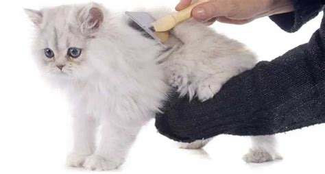 Berikut harga kucing anggora dan jenis juga cirinya sebagai salah satu kucing yang banyak dipilih dan digemari. 5 Cara Merawat Kucing Anggora - Kucing.co.id