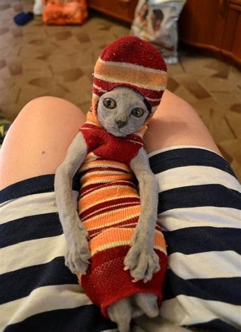 These unique animal feet socks have hd imagery printed on all sides of the sock that makes it look like you actually have. 11 Deeply Confused Cats In Socks