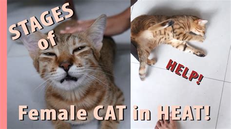 Stages Of A Female Cat In Heat Youtube