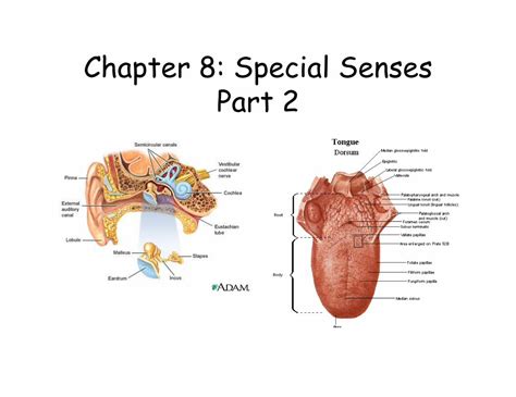 Pdf Chapter 8 Special Senses Part 2chapter 8 Special Senses Part